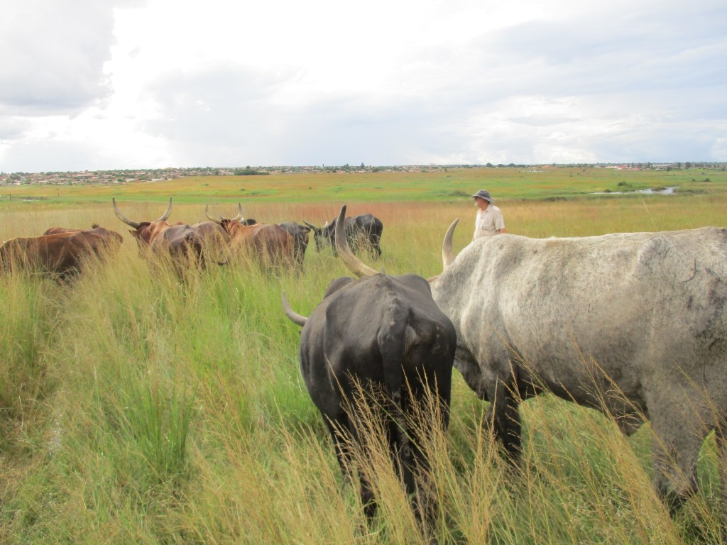 Chasing the bovine invaders out of the garden and back to the river valley