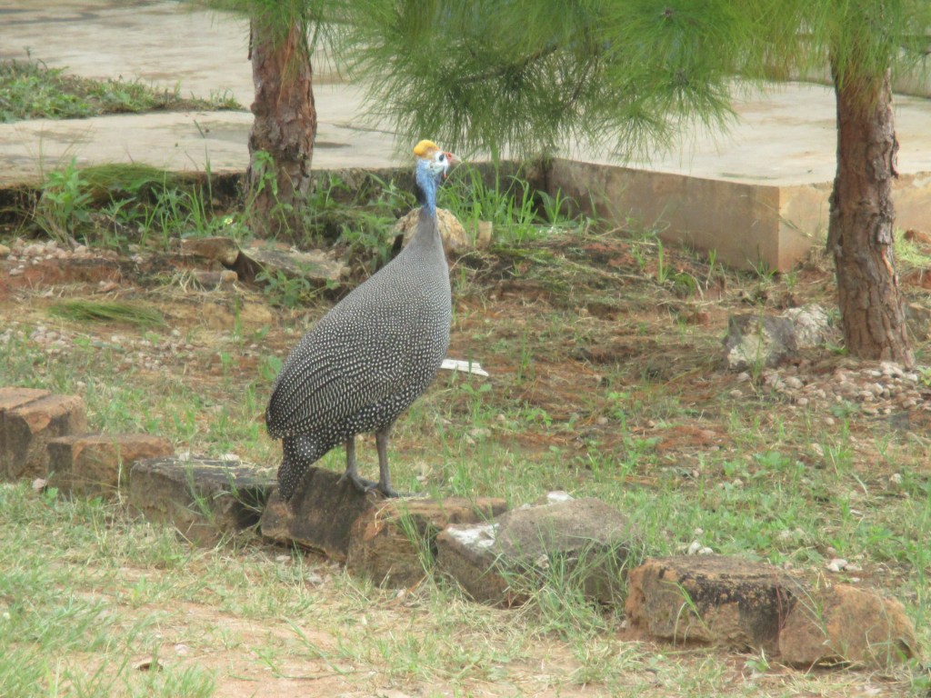 Guinea fowl at HALO Trust Menongue, Cuando Cubango base in Angola