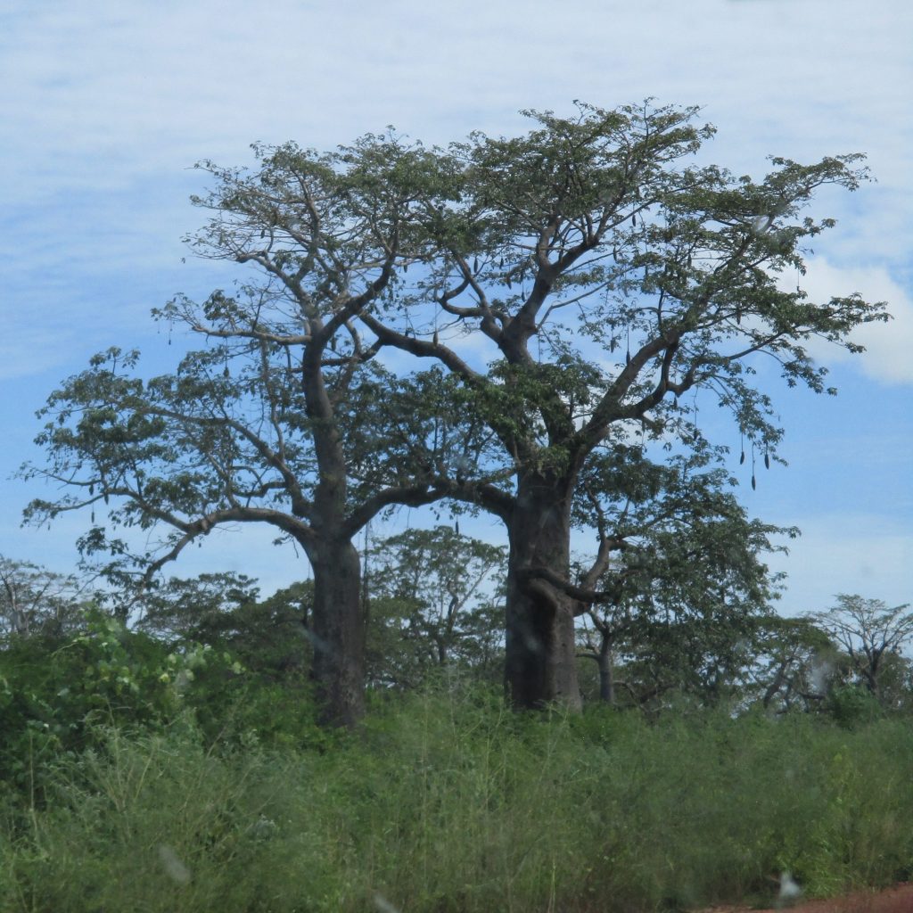 Baobab trees in Angola