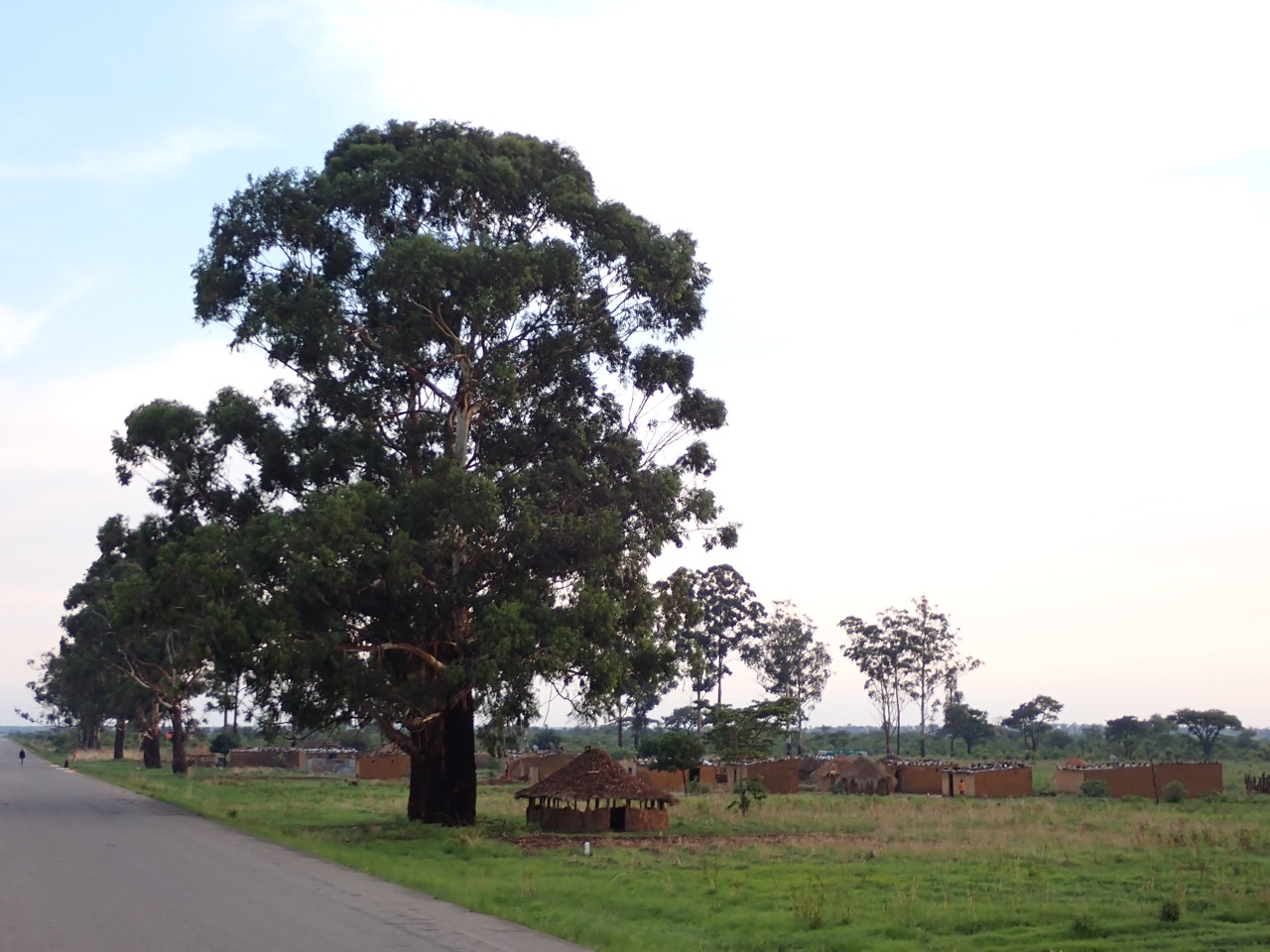large tree over a village near menongue angola