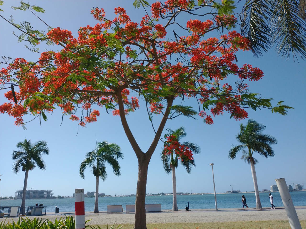 beautiful red tree next to the beach at the marginal in luanda