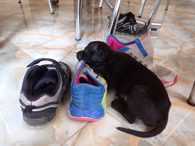 black puppy site on shoes on tiled floor