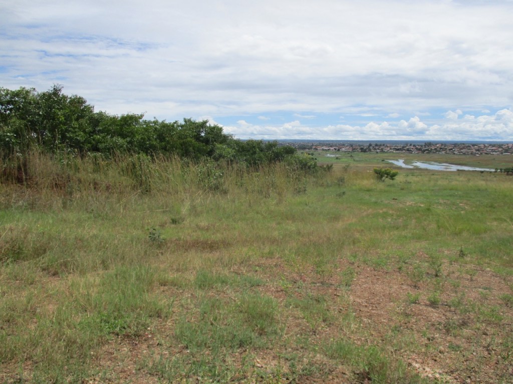 grass trees river and town